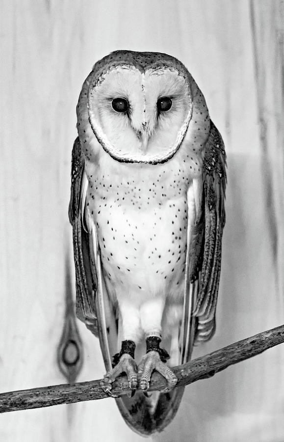 Barn Owl bw Photograph by Steve Harrington