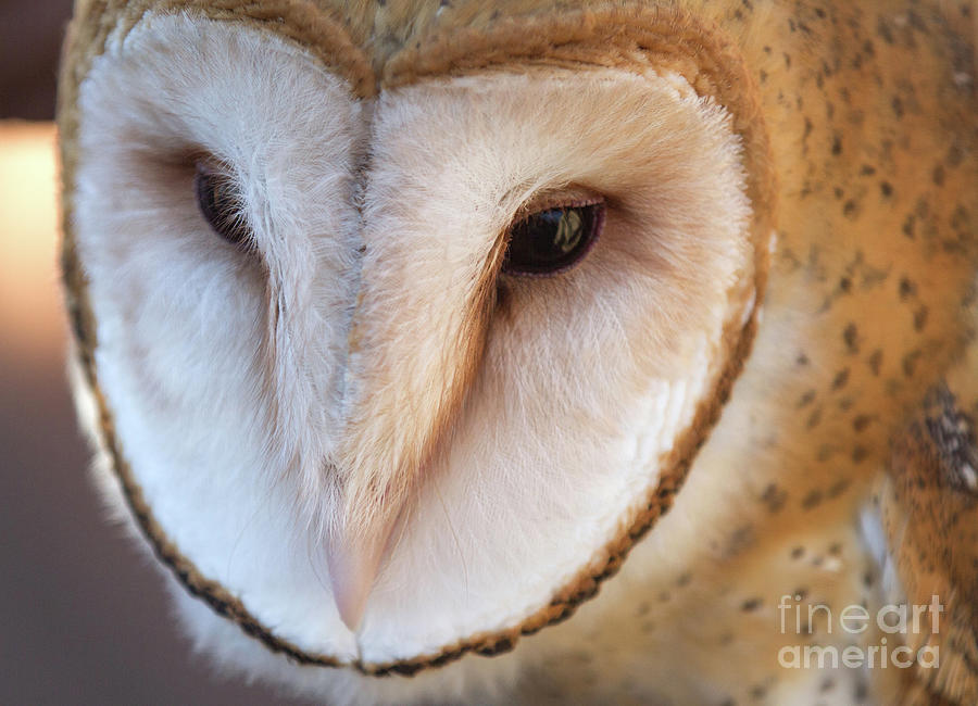 Barn Owl Photograph by Chris Scroggins