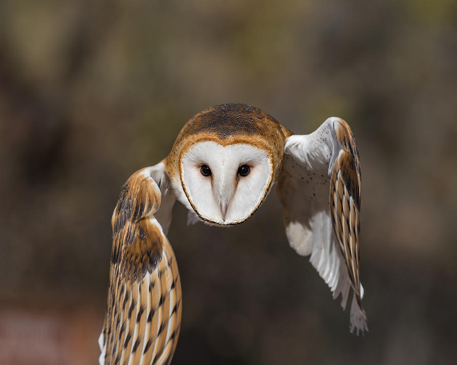 Barn Owl Coming At You Photograph By Ben Gerst