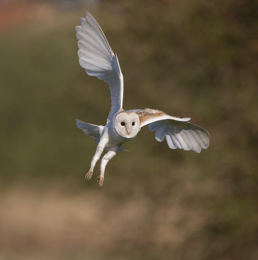 Barn Owl Cornering Photograph by Pete Walkden