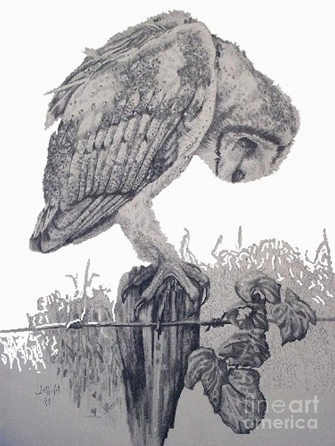 Barn Owl Day Drawing by William Michel