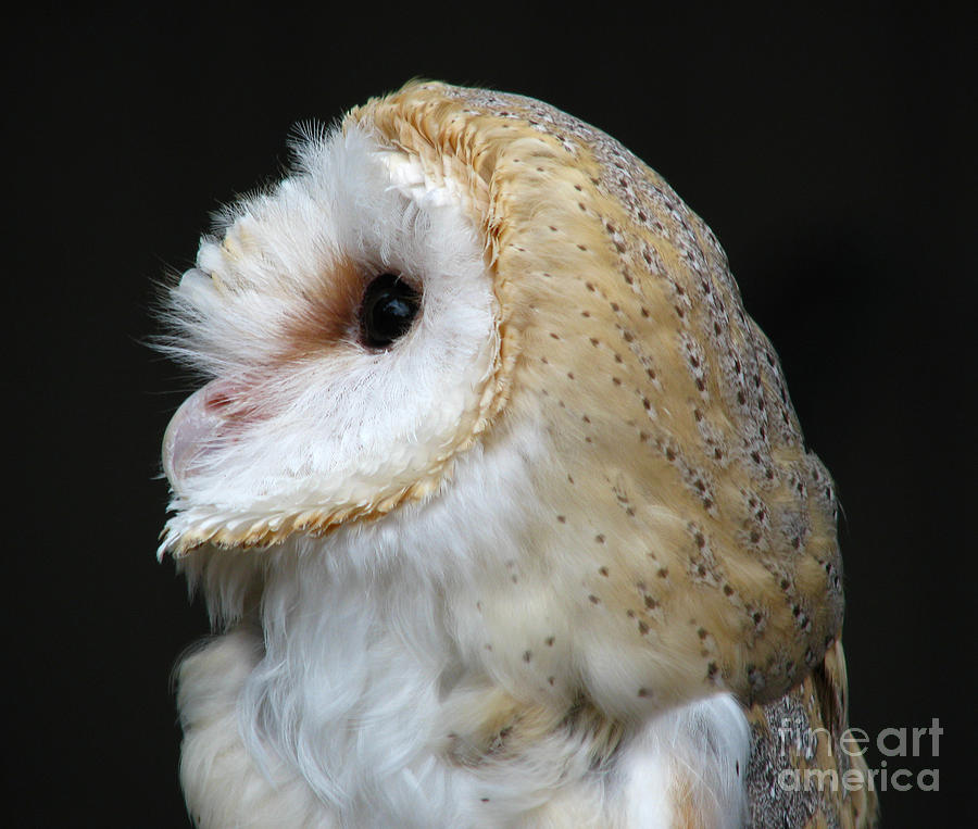Barn Owl Photograph by Deborah Johnson