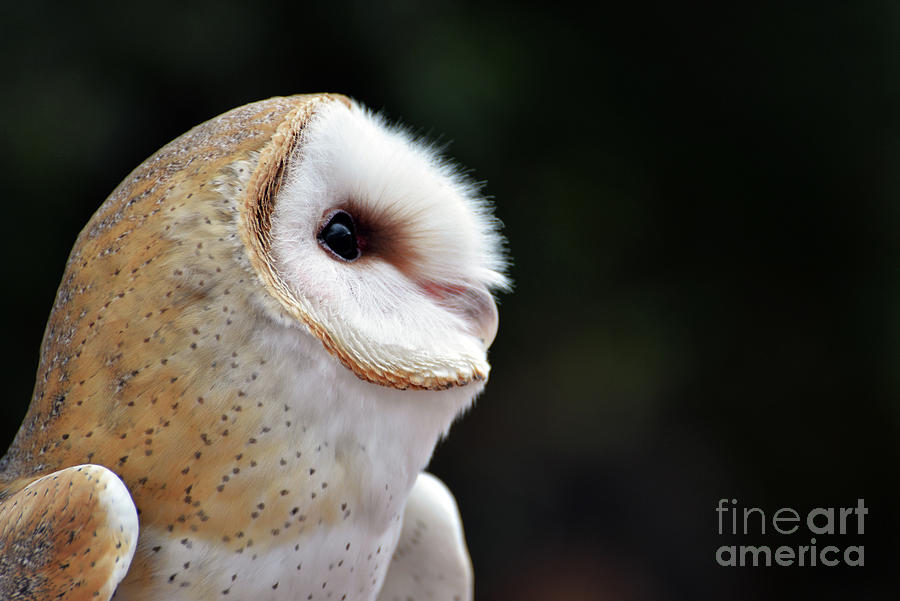 Barn Owl Photograph by Denise Bruchman