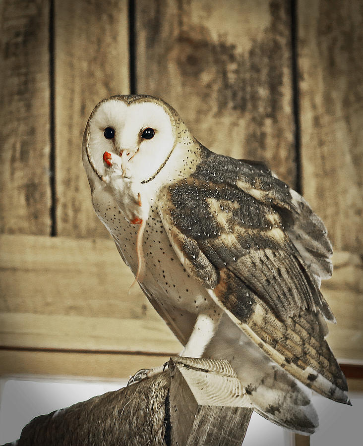 Barn Owl Dinner Photograph by Gina Fitzhugh