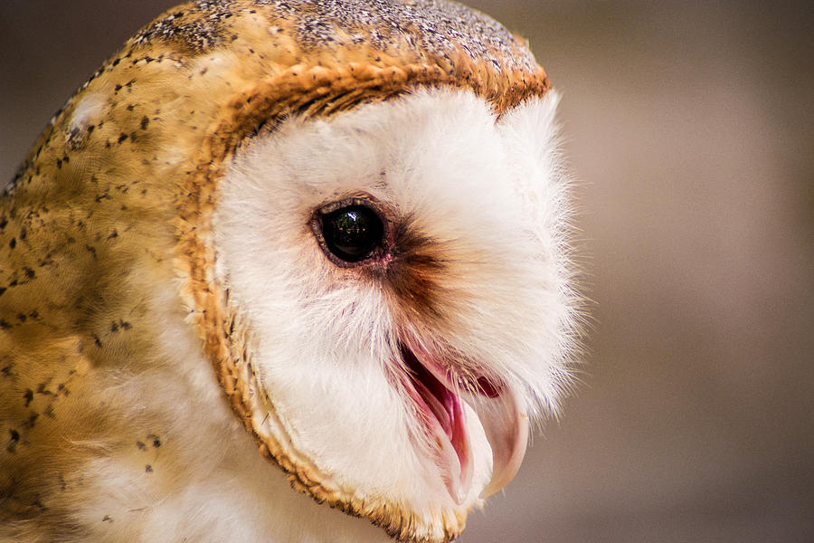 Barn Owl Photograph by Don Johnson