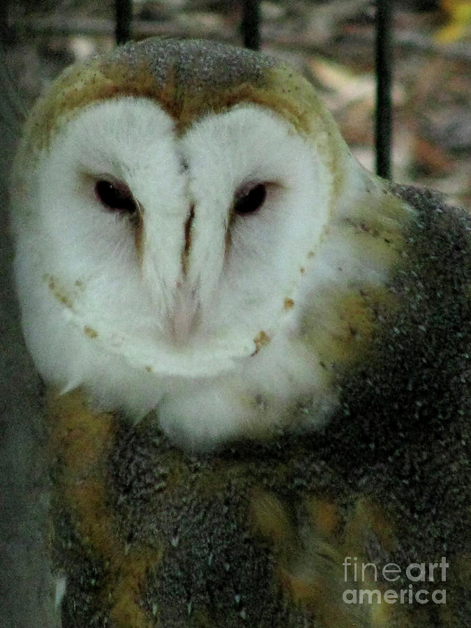 Barn Owl Photograph by Donna Brown