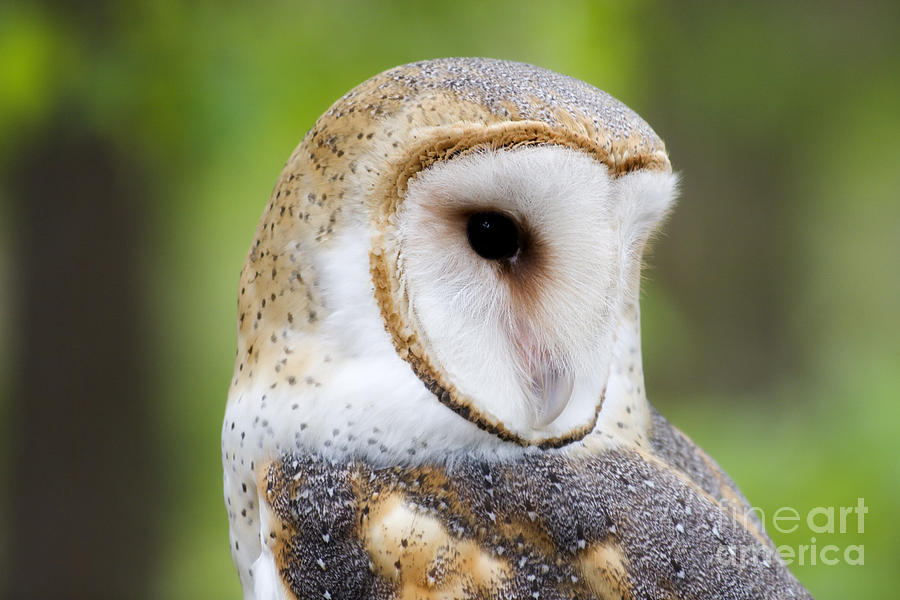 Owl Photograph - Barn Owl Head Shot by Jill Lang