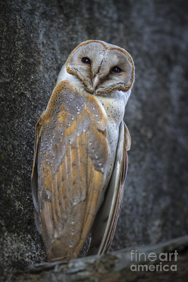 Owl Photograph - Barn Owl by Hitendra SINKAR