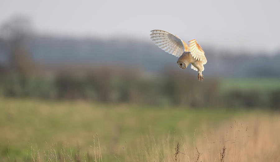 Barn Owl Hovering Photograph by Pete Walkden