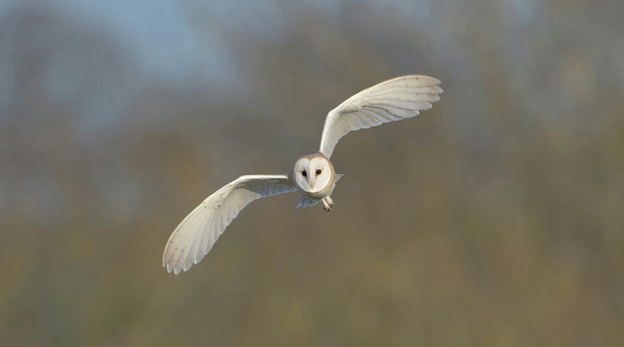Barn Owl Hunting In Worcestershire Photograph by Pete Walkden