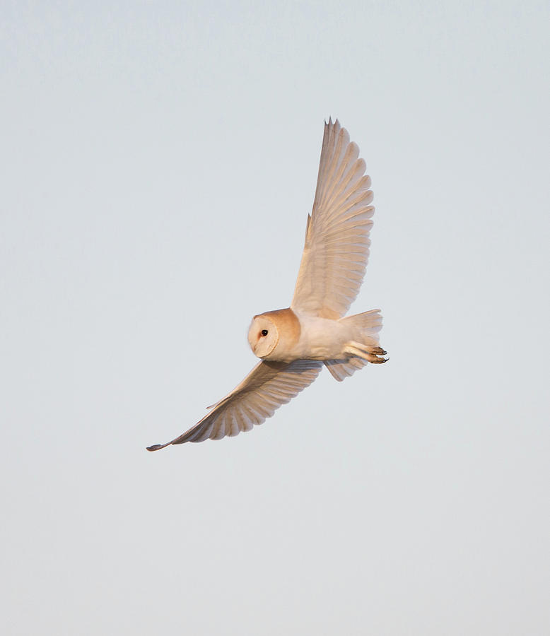 Barn Owl Hunting Photograph by Pete Walkden