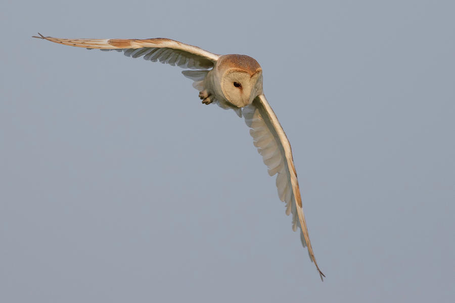 Barn Owl Photograph By Ian Hufton - Fine Art America