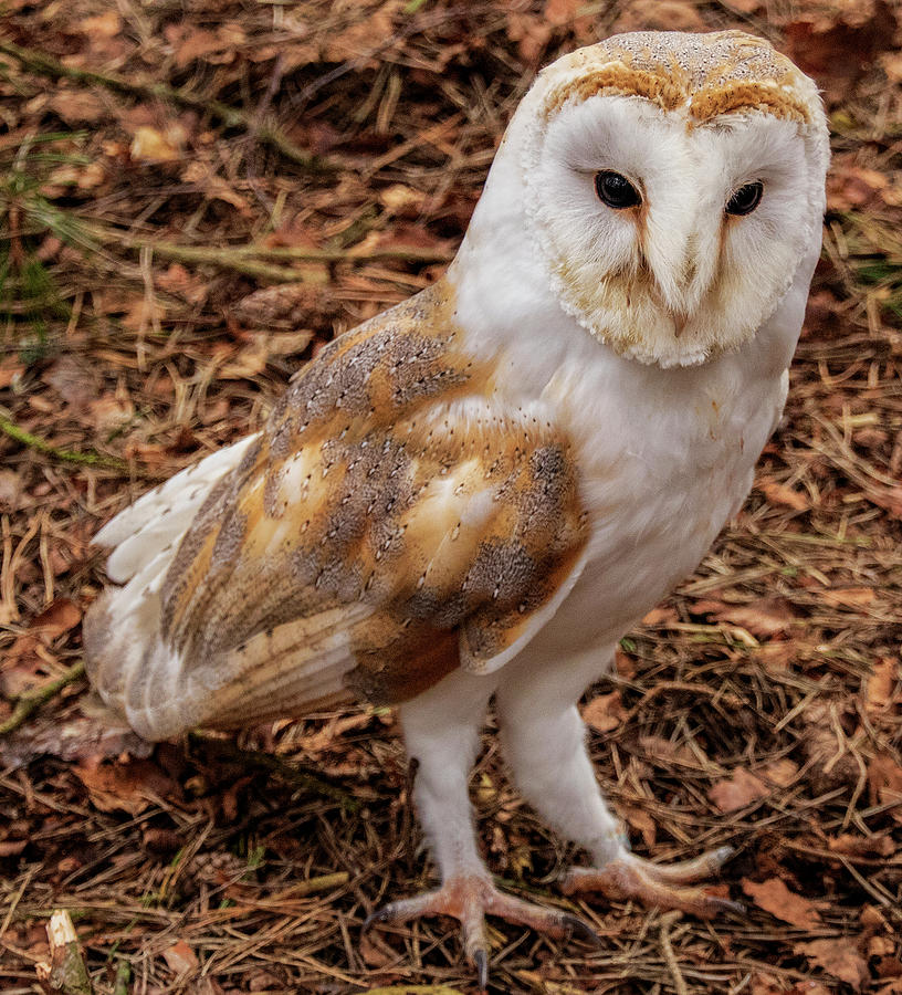 Barn owl Photograph by Ian Watts