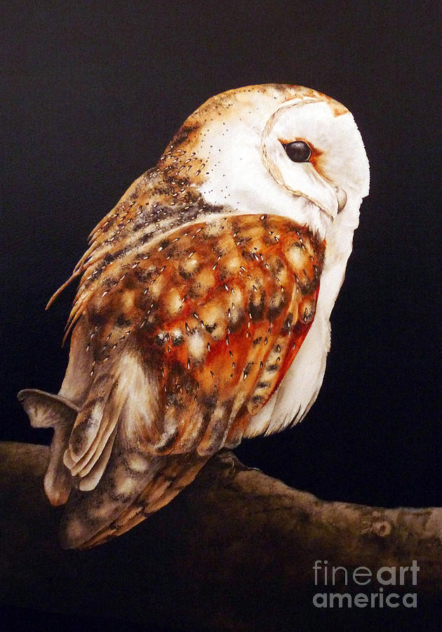 Owl Painting - Barn Owl II by Marie Burke