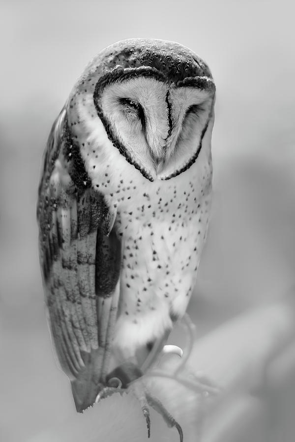 Barn Owl II Photograph by Robert Mitchell