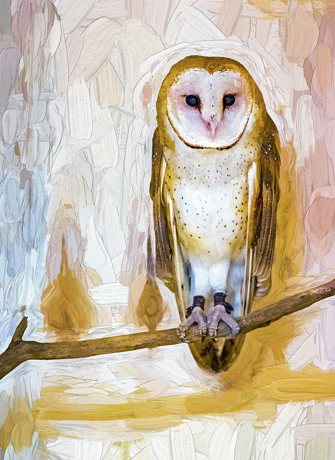 Barn Owl - Impasto  Photograph by Steve Harrington