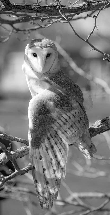 Barn Owl In Black And White