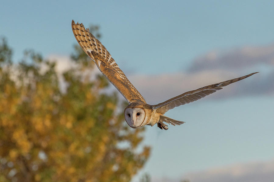 Barn Owl in Fall Foliage Flight Photograph by Tony Hake
