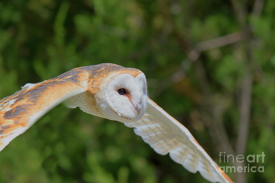 Owl Photograph - Barn Owl In Flight by CJ Park
