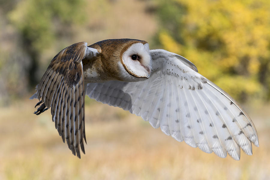Barn Owl in Flight Photograph by David Soldano