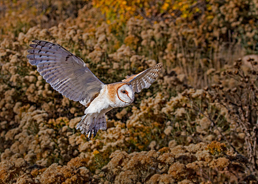 Barn Owl in Flight Photograph by Dawn Key
