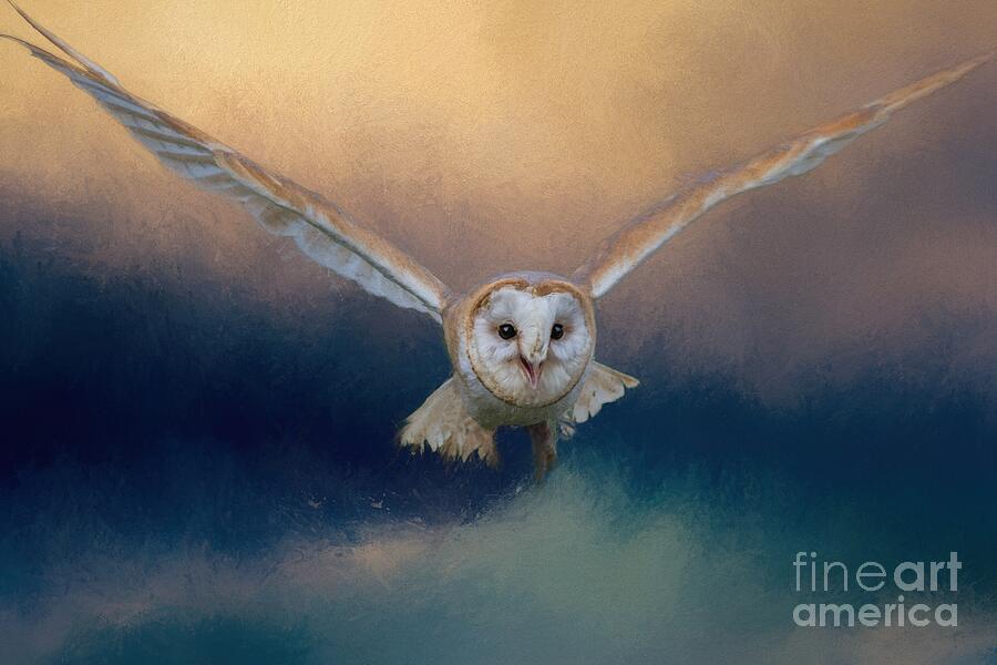 Owl Photograph - Barn Owl in Flight by Eva Lechner