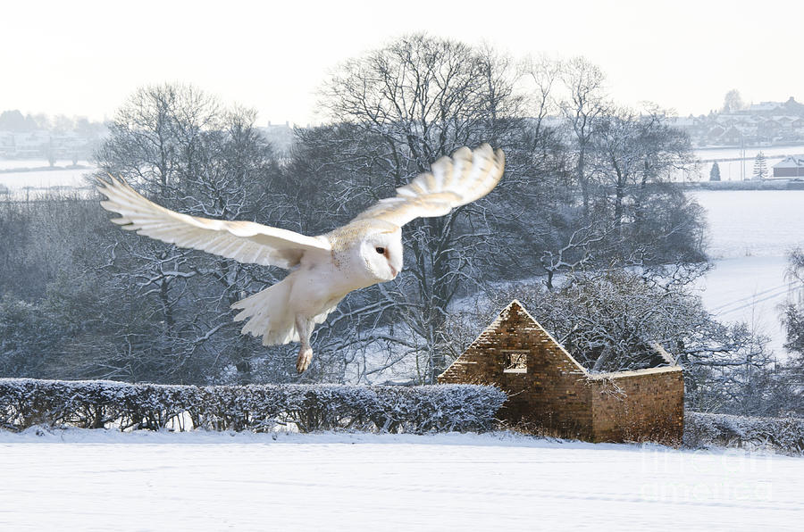 Barn owl in flight Photograph by Steev Stamford