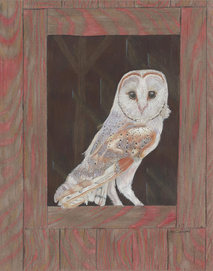 Barn Owl in Residence Painting by Arlene Crafton