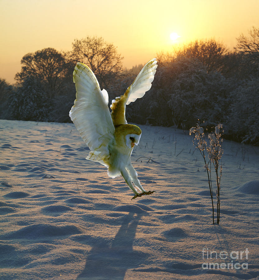 Barn owl in snowy sunset Photograph by Warren Photographic