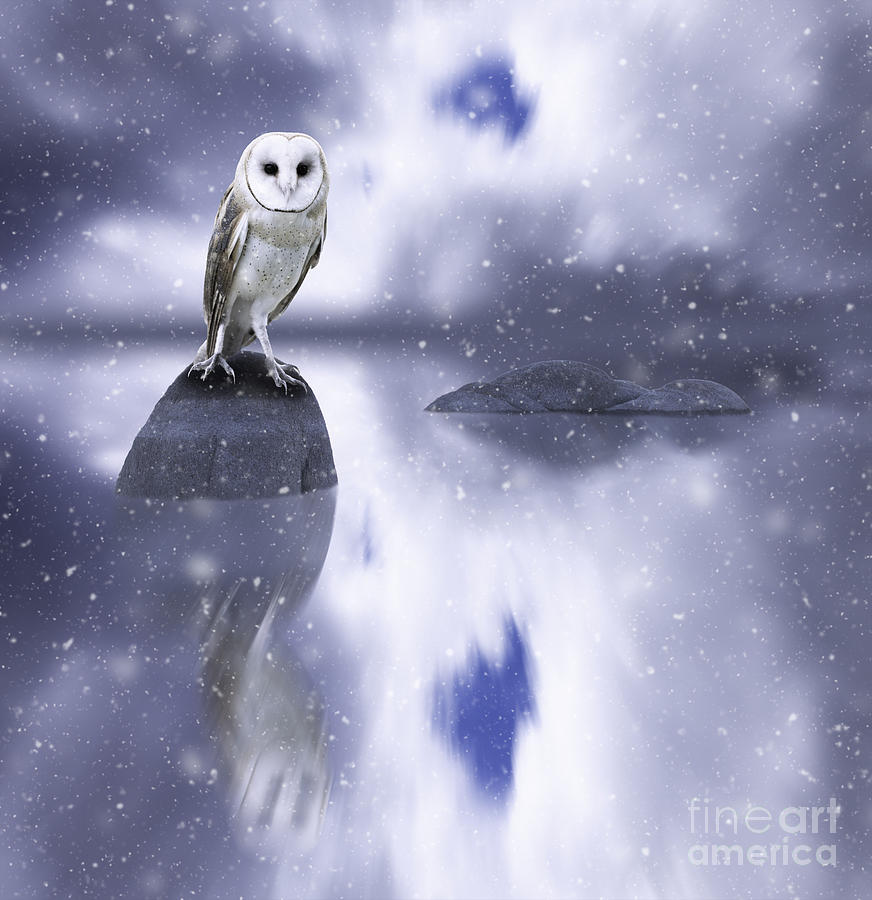 Barn Owl In The Snow Digital Art