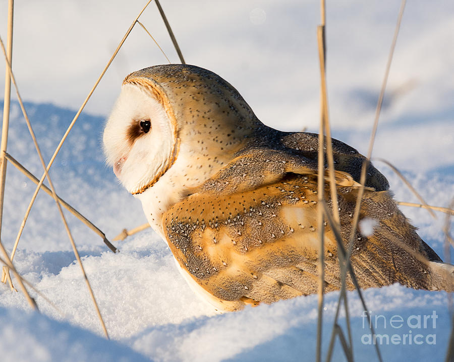 Barn Owl in Snow Photograph by Dennis Hammer