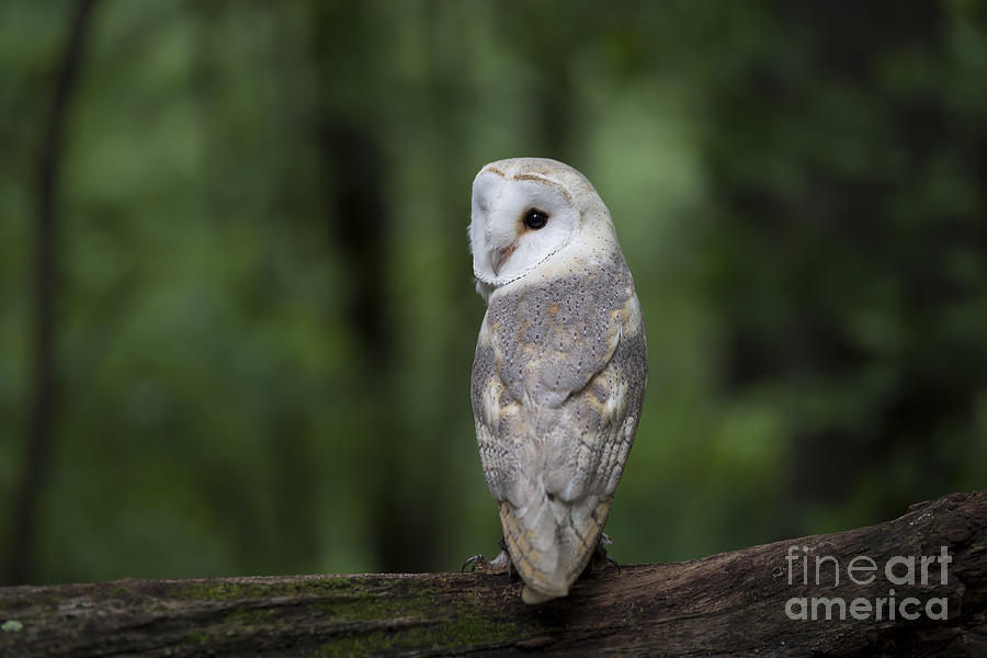 Barn Owl in the Woods 2 Photograph by Andrea Silies