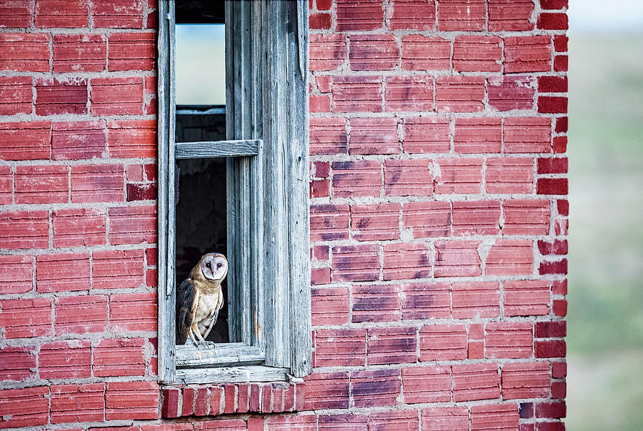 Owl Photograph - Barn Owl in Window by Donna Caplinger