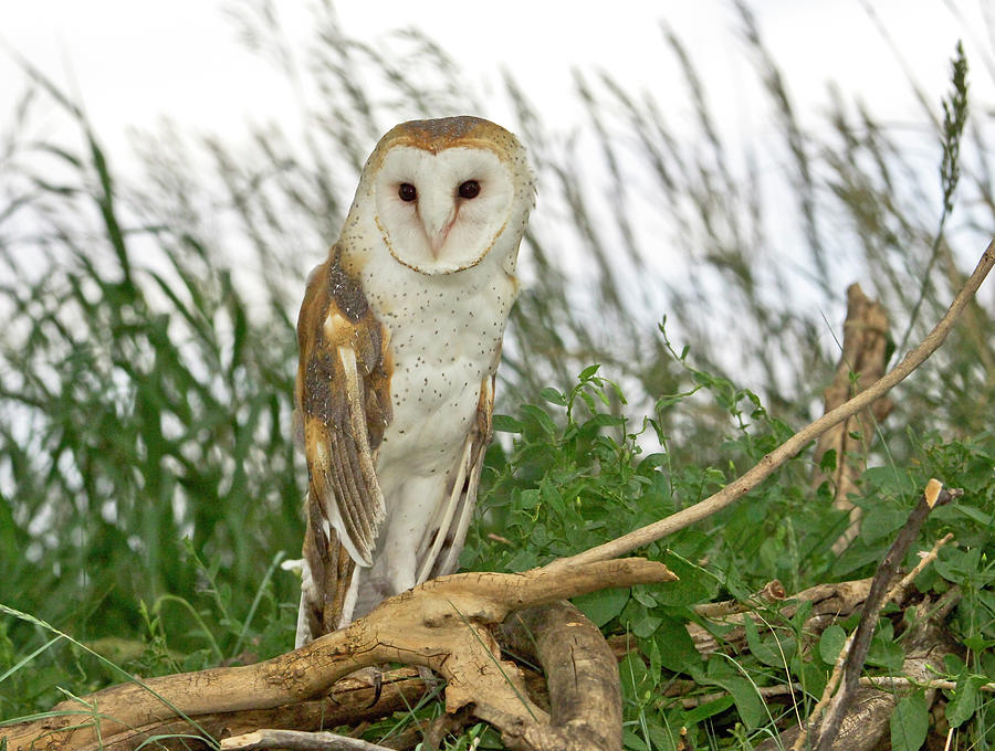 Barn Owl Photograph by James Steele