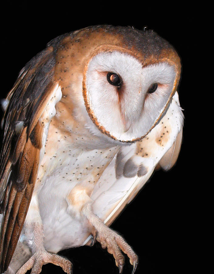 Animal Photograph - Barn owl by Jean Noren