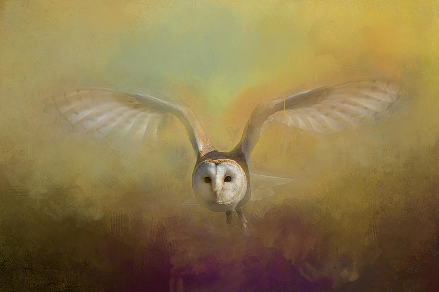 Barn Owl Digital Art by Jim Hatch