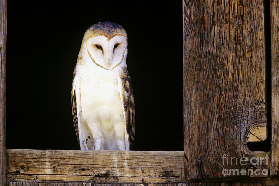 Barn Owl Photograph by John Hyde - Printscapes