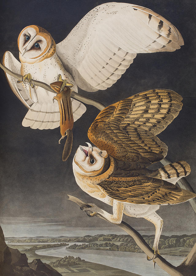 Barn Owl Painting by John James Audubon