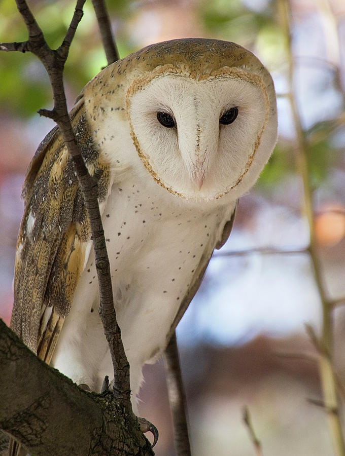 Barn Owl Photograph by Karen Smale