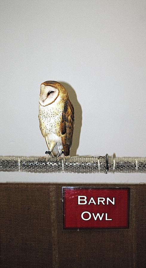 Barn Owl Photograph by Karl Rose