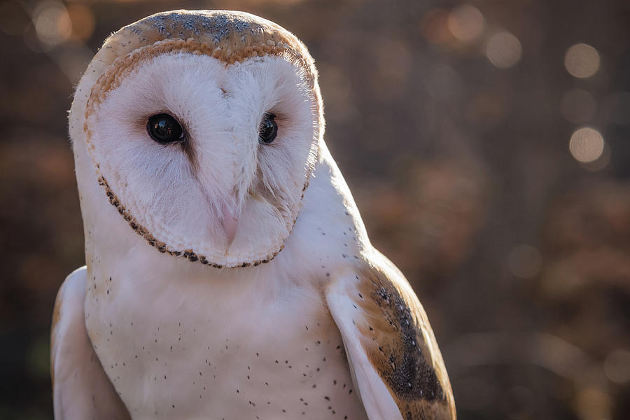 Barn Owl Photograph by Kristopher Schoenleber
