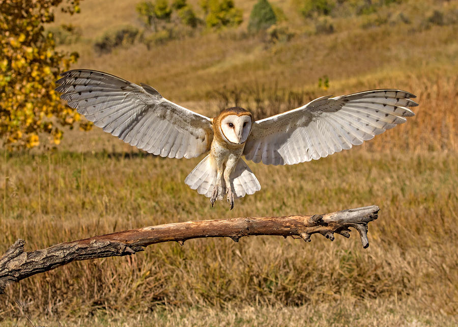 Barn Owl Landing Photograph by Dawn Key