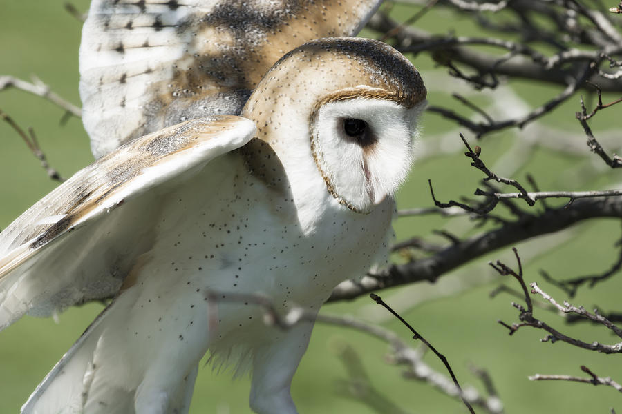 Barn Owl Landing Photograph by Tracy Winter