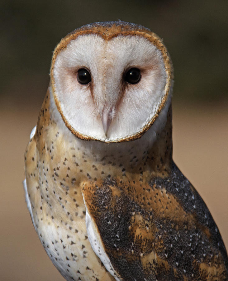 Barn Owl Closeup Photograph