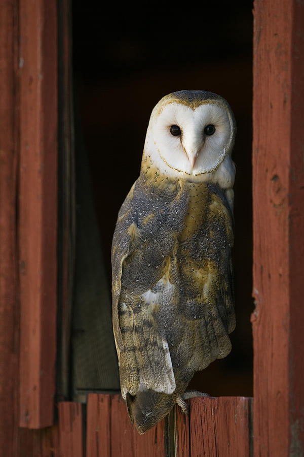 Barn Owl looking back from a barn window Photograph by Paul Burwell ...