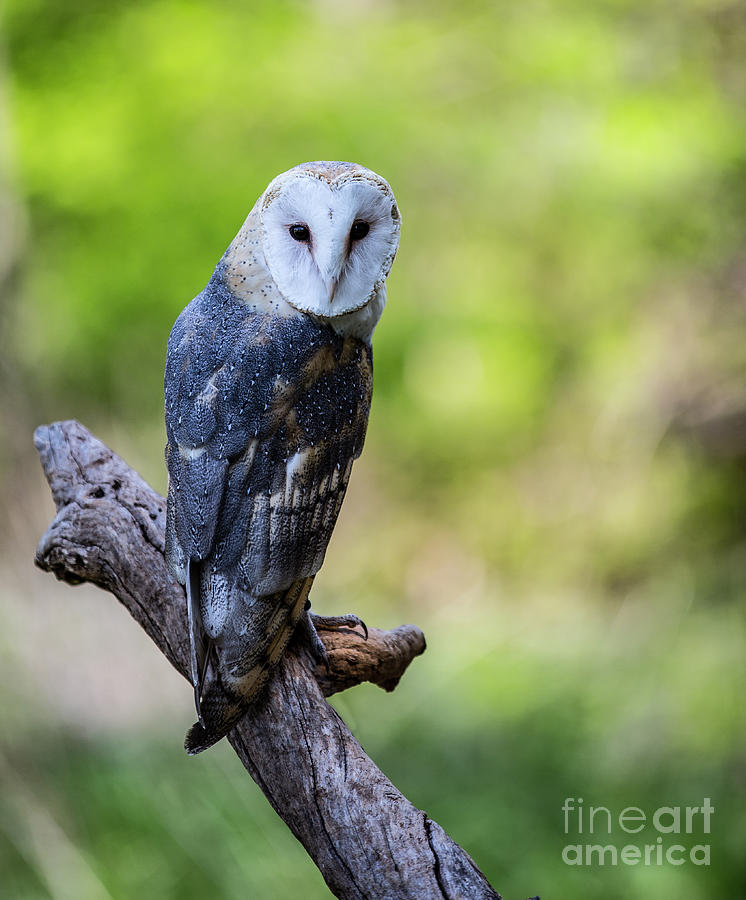 Owl Photograph - Barn Owl Looking Over its Shoulder by CJ Park