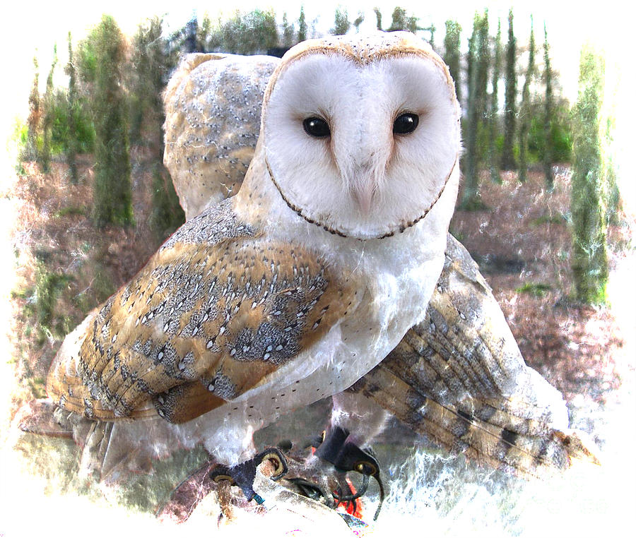 Barn Owl Magic Photograph by Brenda Kean