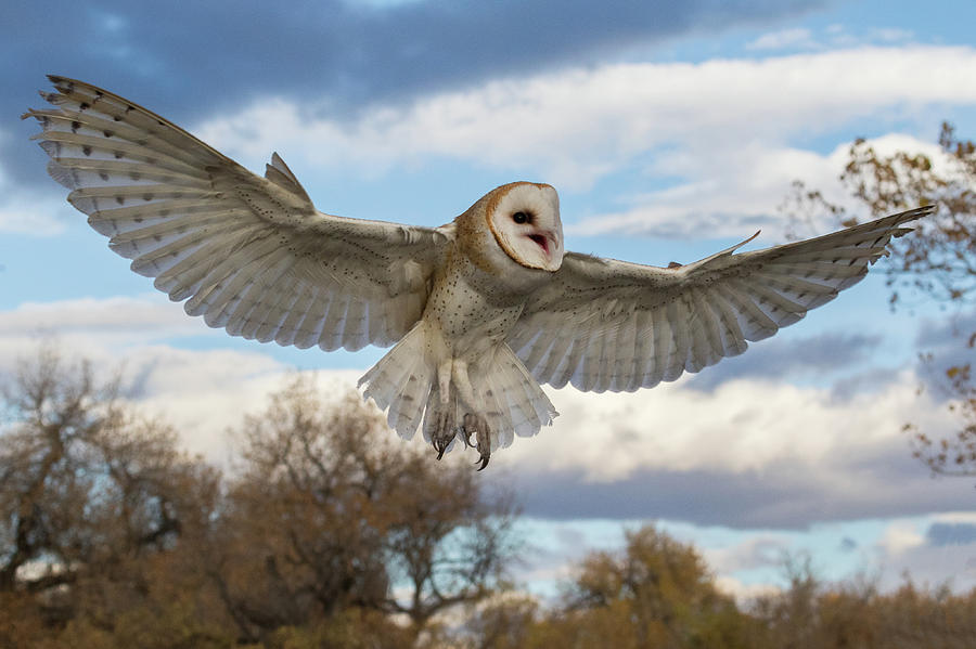 Barn Owl Makes a Happy Landing Photograph by Tony Hake