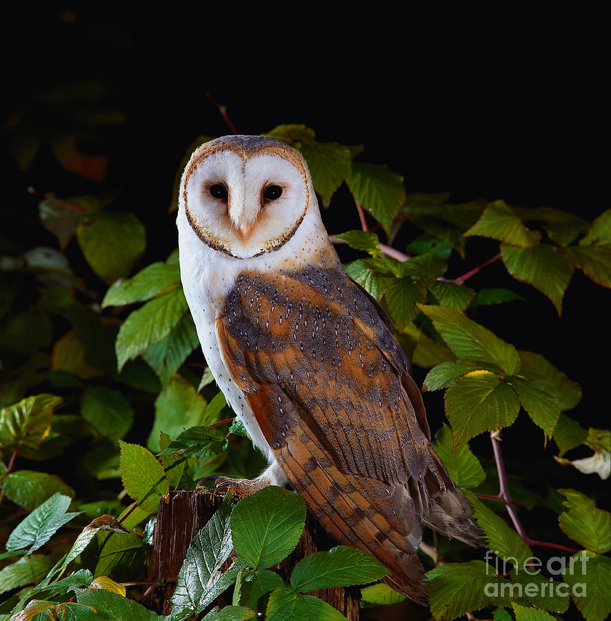 Barn Owl Photograph by Manfred Danegger