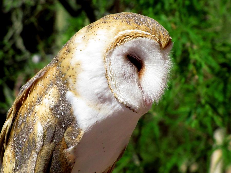 Barn Owl Photograph by Marilyn Smith
